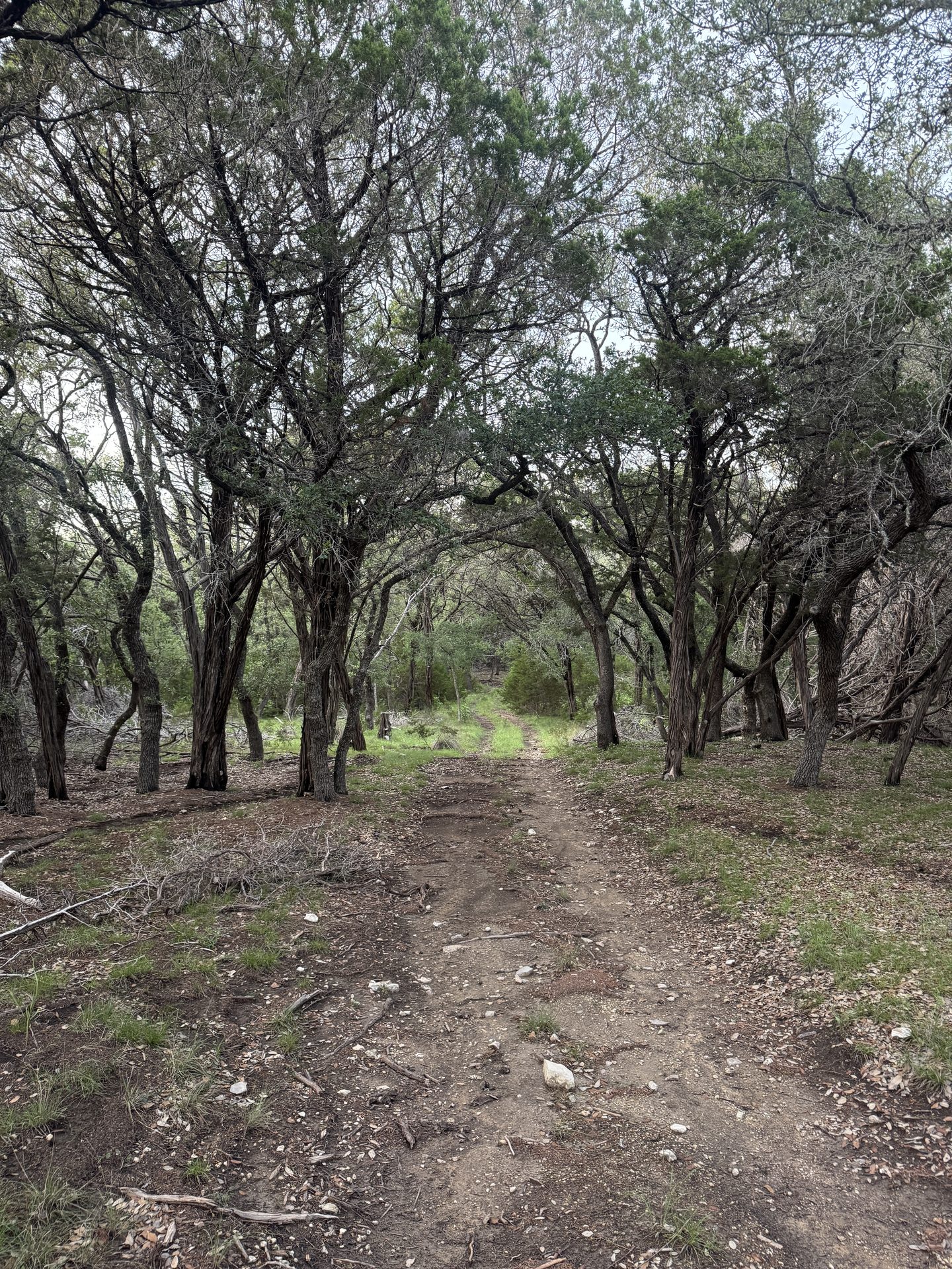 Arched cedar and oak canopy over a ranch two-track