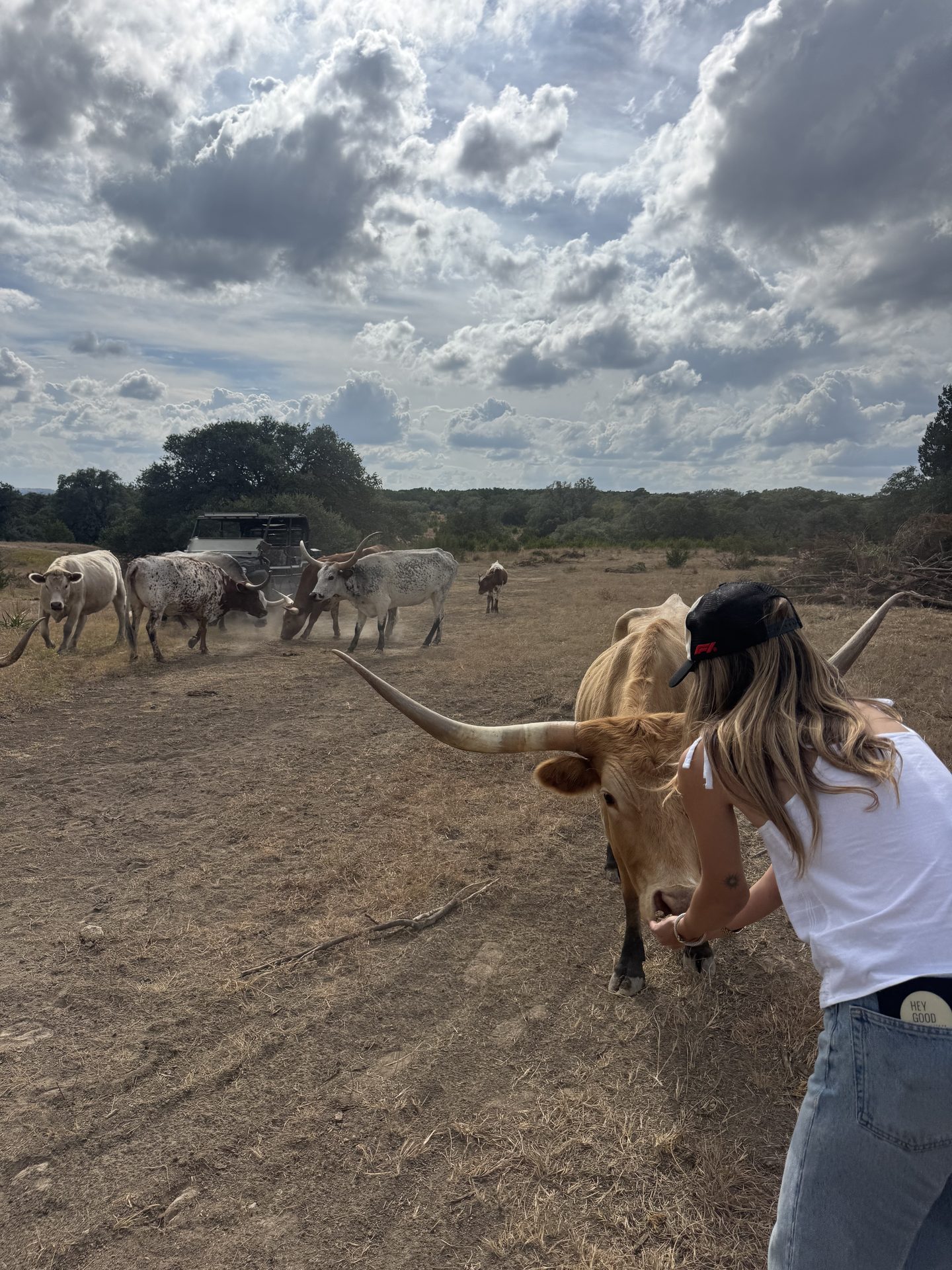 Open pastures with longhorns