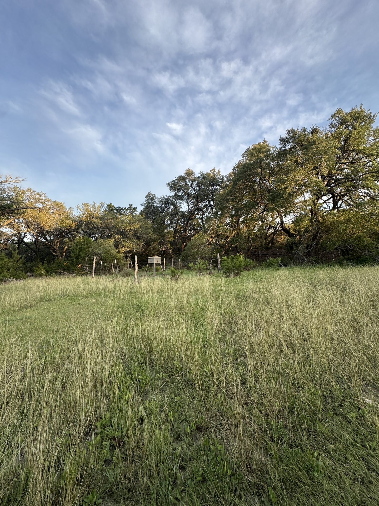Late sun rimming a motte of live oaks above tall grass