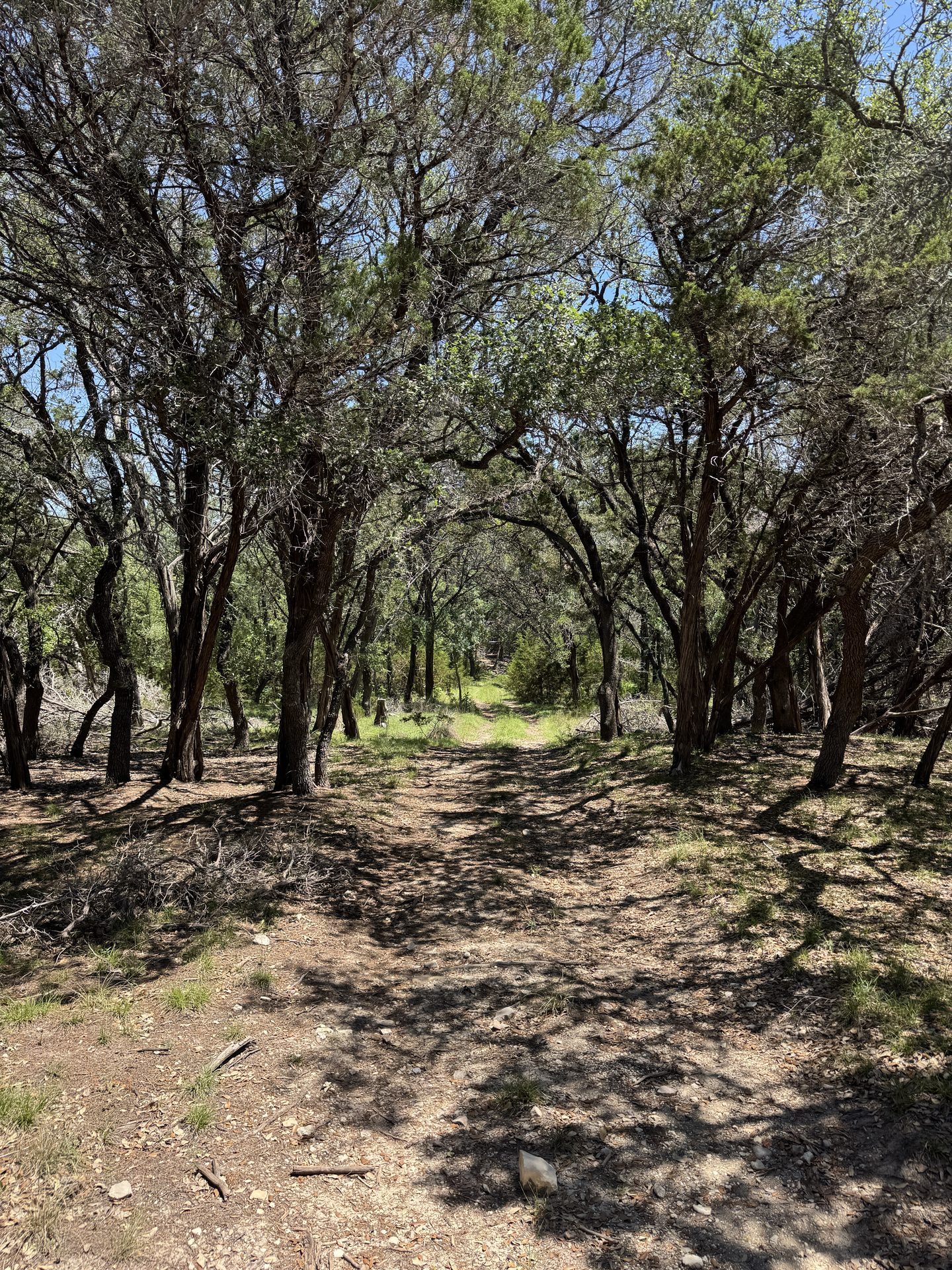 Cedar-canopied trail with dappled sunlight